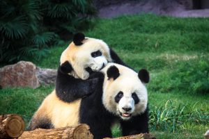 Panda Pavilion