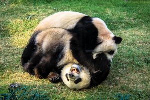 Panda Pavilion